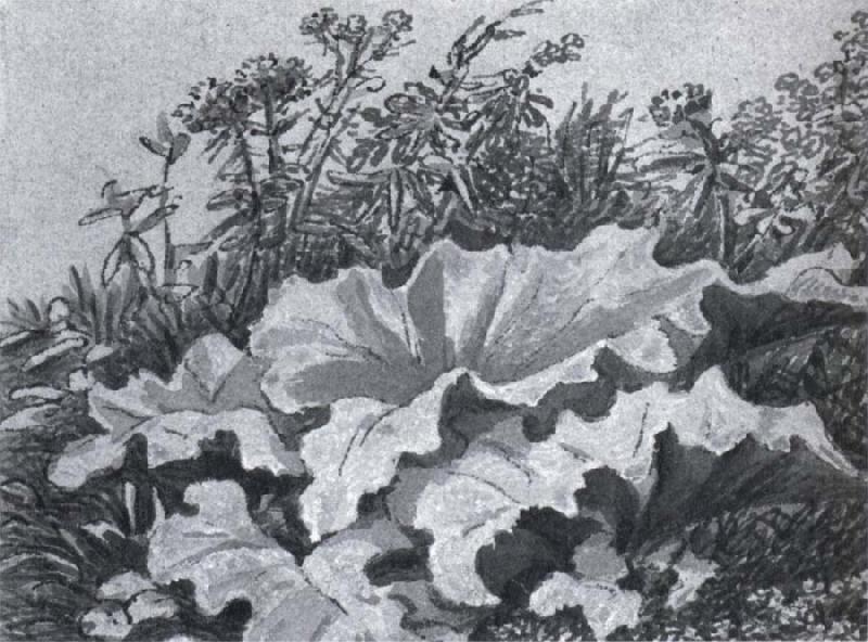 Plant study, Johann Wolfgang von Goethe